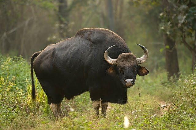 Indian Bison (Gaur)